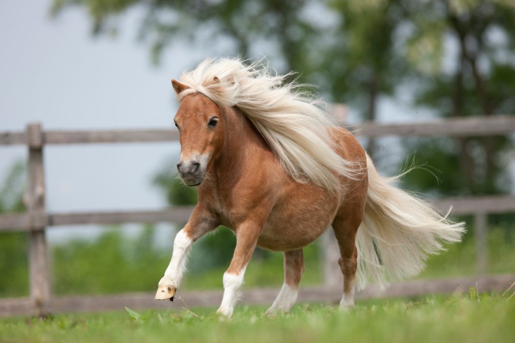 Tierarzt in Hannover Kirchrode Bemerode Wülferode